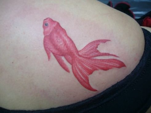 カラー 金魚 きんぎょ goldfish