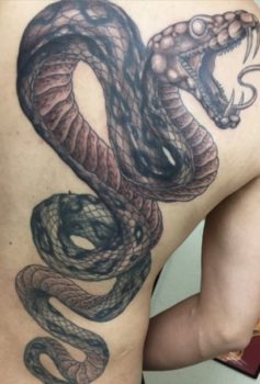 ブラック&グレー ヘビ snake
